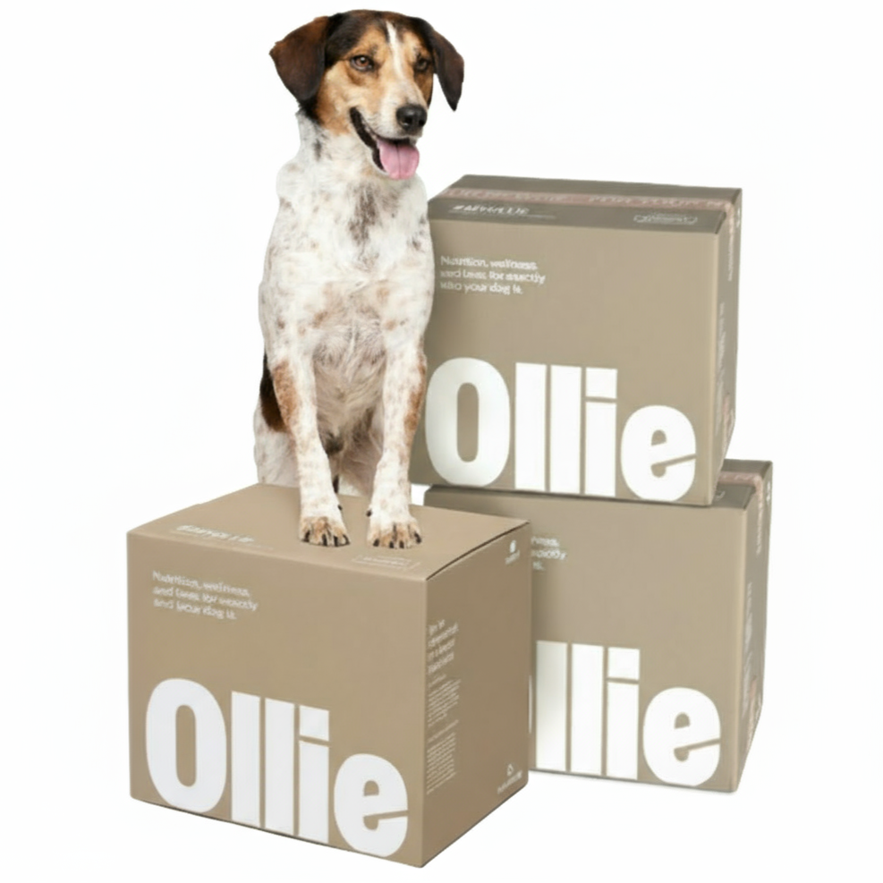 A dog sits on stacked boxes labeled \“Ollie,\“ which are likely related to pet food or supplies.