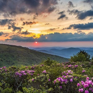 A scenic view of a vibrant sunset over rolling mountains, with a foreground of lush greenery and blooming pink and purple flowers.