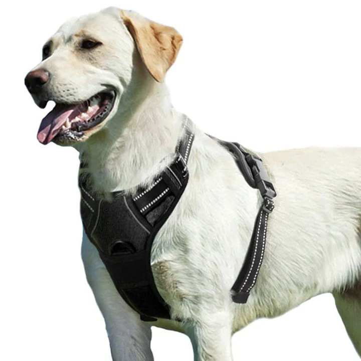 A white dog wearing a black adjustable harness with reflective stitching, designed for secure and comfortable walks.