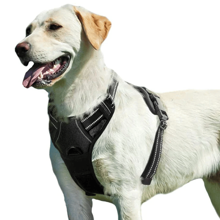 A white dog wearing a black adjustable harness with reflective stitching, designed for secure and comfortable walks.