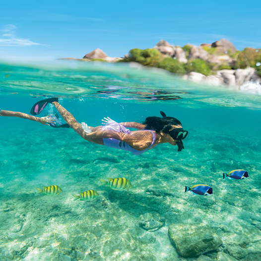 A person is snorkeling in clear blue water, wearing a mask, snorkel, and fins. Colorful fish swim nearby, with a rocky shoreline visible in the background.