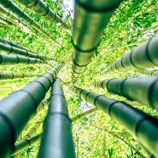 Tall bamboo stalks viewed from below, surrounded by lush green leaves.