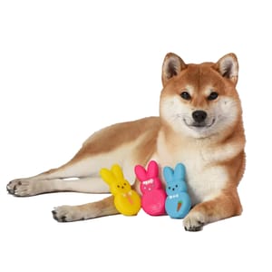 A Shiba Inu dog is lying down with three colorful, bunny-shaped plush toys in yellow, pink, and blue.