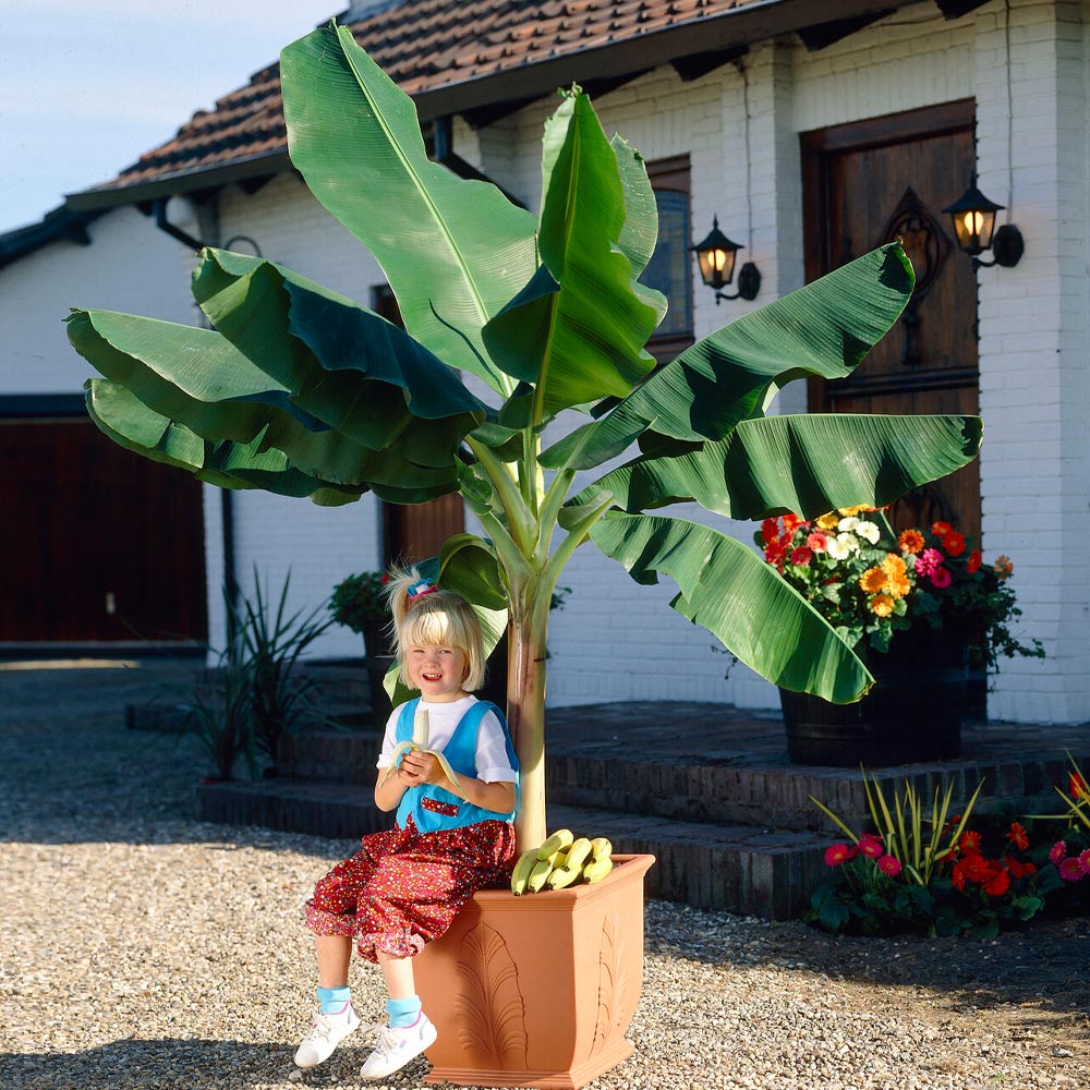 A potted 6\“ Dwarf Cavendish Banana Tree with broad green leaves stands in front of a white house. A child sits on the planter, surrounded by bananas.