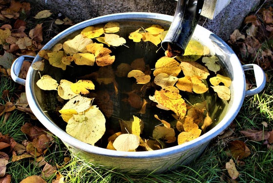 autumn leaves collect in a rain barrel