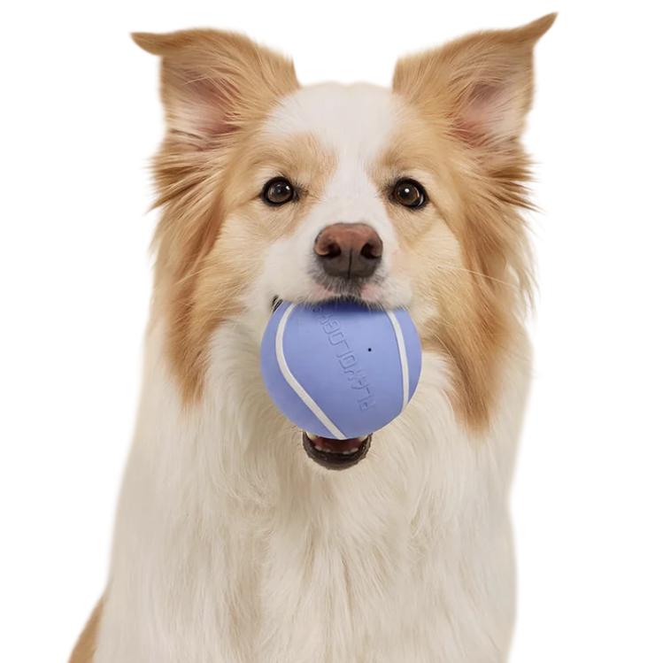 A dog holds a light blue ball with white stripes in its mouth against a yellow background.