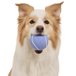 A dog holds a light blue ball with white stripes in its mouth against a yellow background.