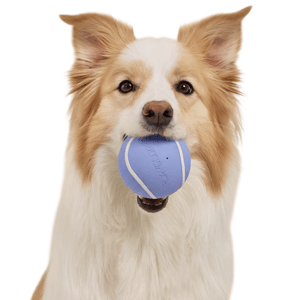 A dog holds a light blue ball with white stripes in its mouth against a yellow background.