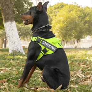 A Doberman wearing a bright green harness labeled \“Service Dog\“ sits on grass in a park. The harness has adjustable straps and a secure buckle system.