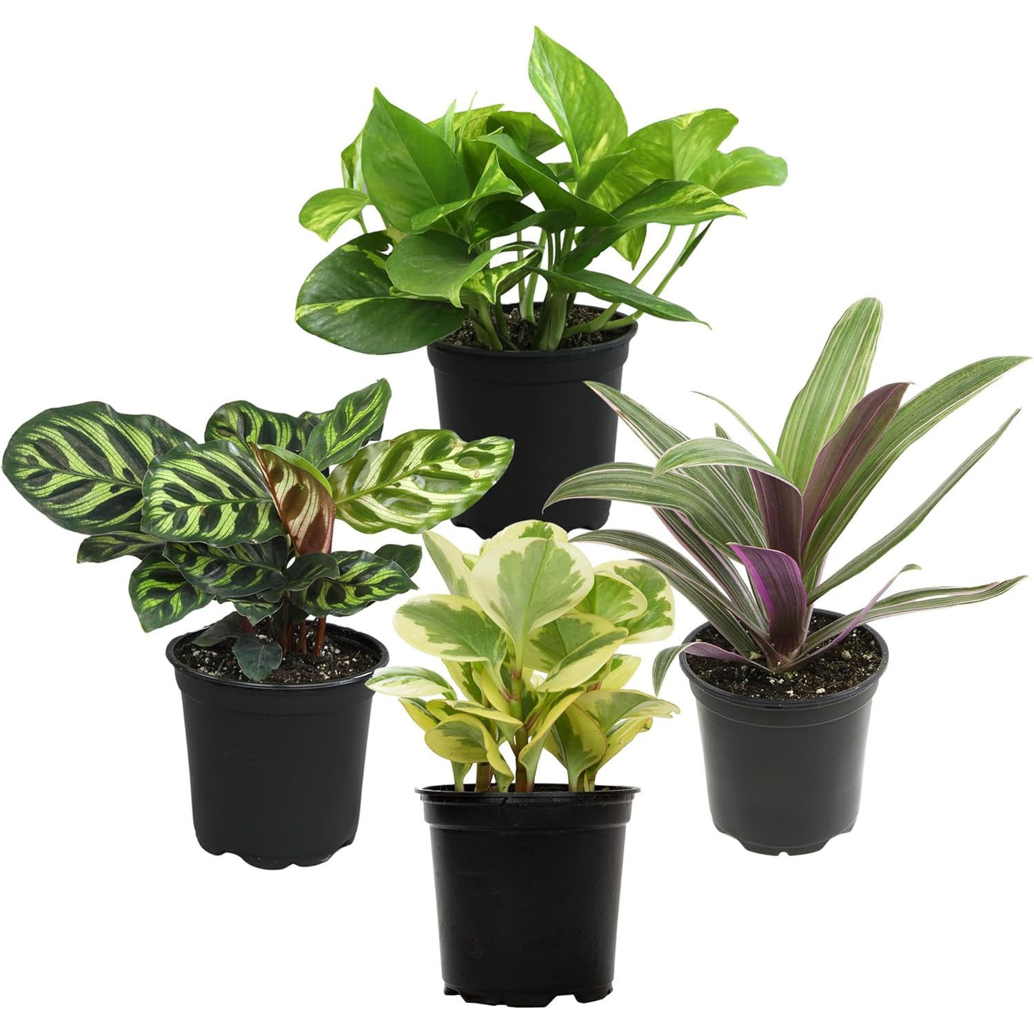 A collection of four potted houseplants with varied foliage: a pothos with green leaves, a calathea with striped patterns, a peperomia with variegated leaves, and a plant with purple and green striped leaves.