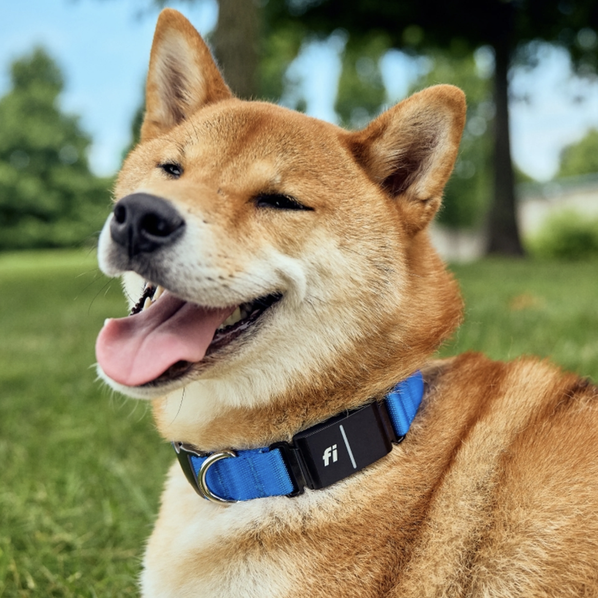 A Shiba Inu dog is wearing a blue Fi smart collar with a GPS tracker, designed for pet location tracking.