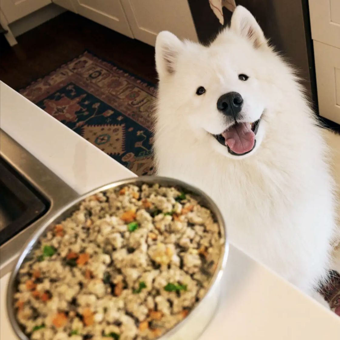 A fluffy white dog is happily looking at a bowl filled with a mixed meal of ground meat and vegetables on a kitchen counter.