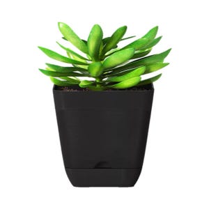 A small green succulent plant in a black pot with a minimalist design.