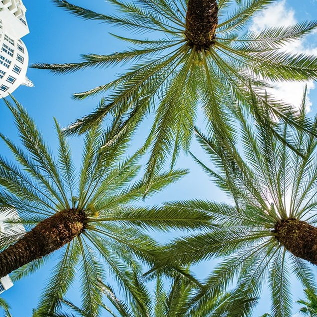 Palm trees viewed from below against a clear blue sky, with a glimpse of modern architecture in the corner.
