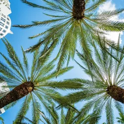 Palm trees viewed from below against a clear blue sky, with a glimpse of modern architecture in the corner.