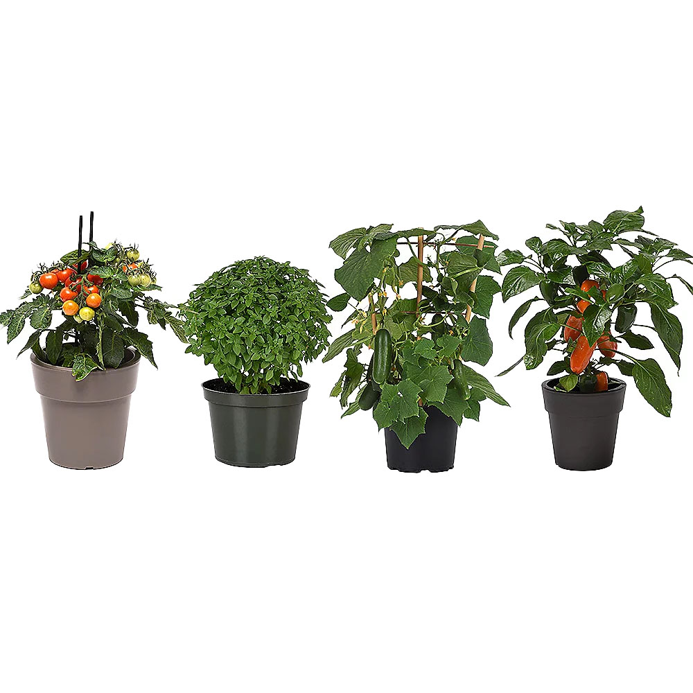 Four potted live vegetable plants: cherry tomato, basil, cucumber, and red bell pepper.
