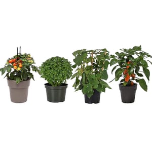 Four potted live vegetable plants: cherry tomato, basil, cucumber, and red bell pepper.