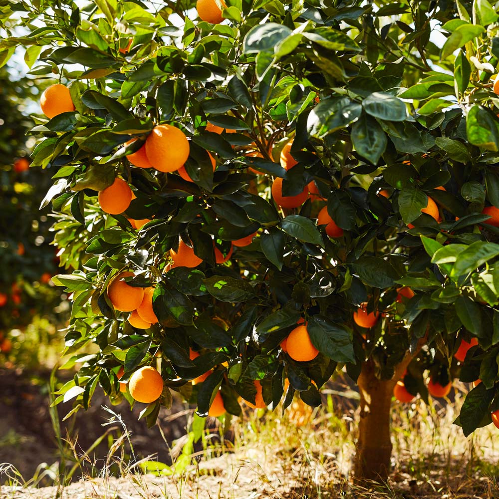 A navel orange tree laden with ripe, orange fruit surrounded by glossy green leaves.