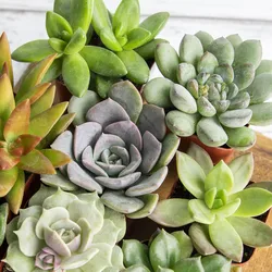 A variety of live succulents in a 20-pack features different rosette and leaf formations, with shades of green and hints of purples and pinks. These small, potted plants are suitable for indoor displays or gardens.