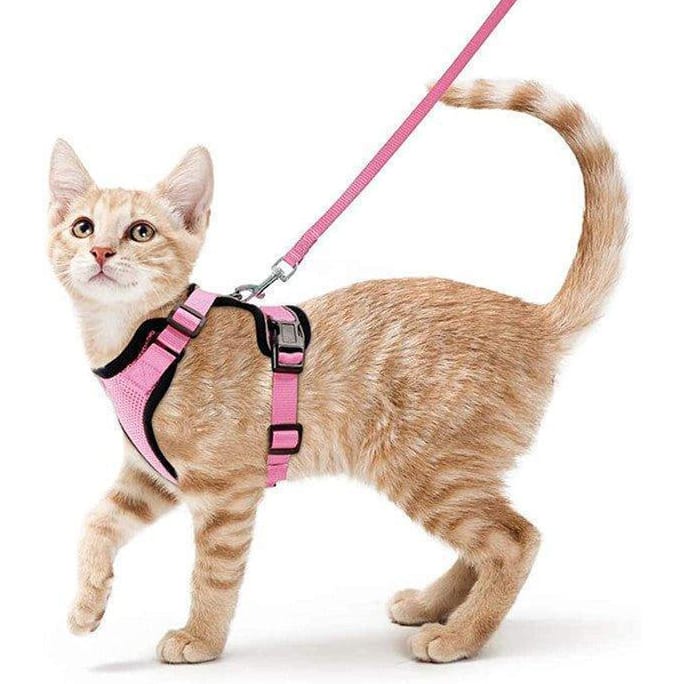 A small orange tabby cat is wearing a pink harness and leash, designed for walking.