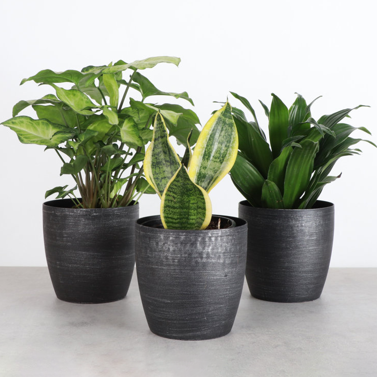 Three potted houseplants with green leaves, each in a textured black pot.