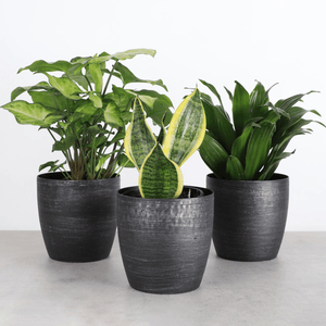 Three potted houseplants with green leaves, each in a textured black pot.