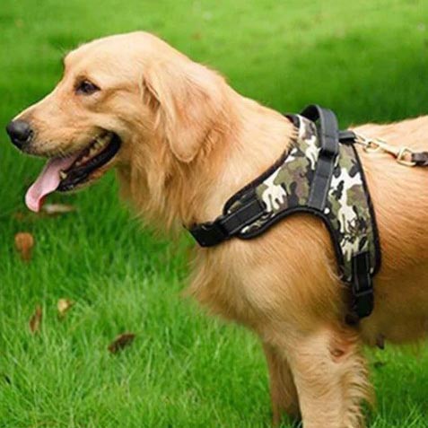 Golden retriever wearing a camouflage-patterned dog harness on a grass lawn.