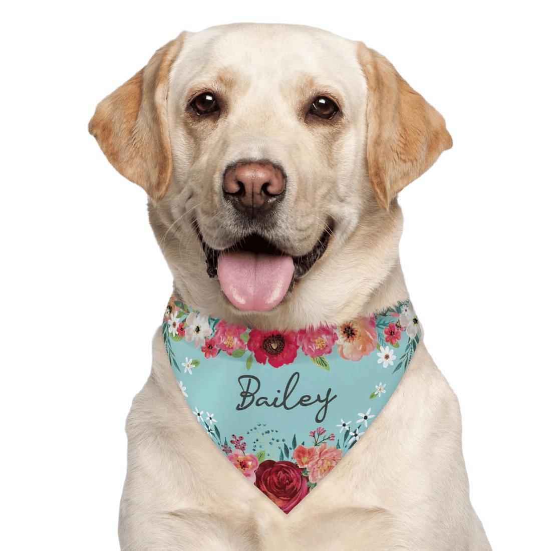 A Labrador Retriever wearing a floral-patterned bandana with the name \“Bailey\“ written on it.