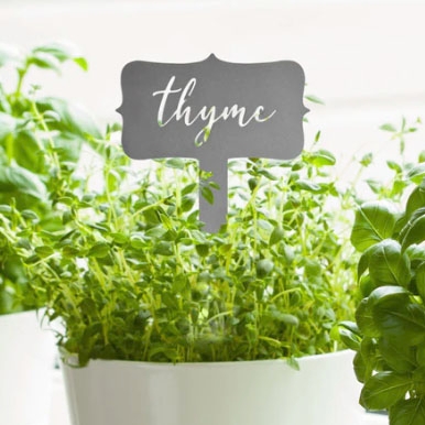 A pot of thyme with a label sign amidst other herbs.