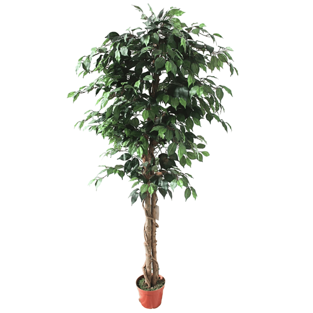 Artificial Ficus tree in a pot with braided trunk and lush green leaves.
