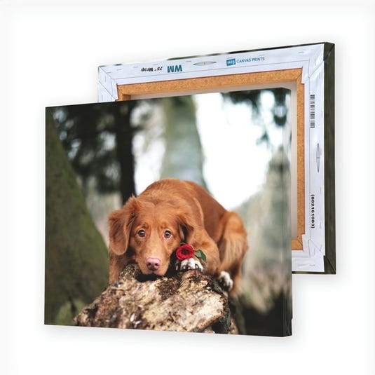 A canvas print shows a brown dog with a red rose, lying on a tree stump, displayed with the back and sides of the canvas visible.