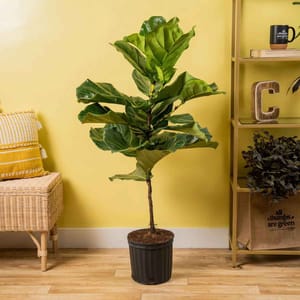 A fiddle leaf fig in a black pot is placed on a wooden floor against a yellow wall, accompanied by a wicker bench with pillows and a shelf with decor items.