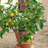 A potted lemon tree with ripe lemons and lush green leaves placed on a gravel surface, next to a building wall with a window shutter.