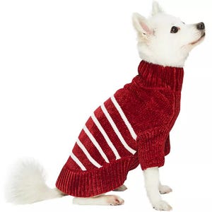 A white dog wearing a red and white striped turtleneck sweater.