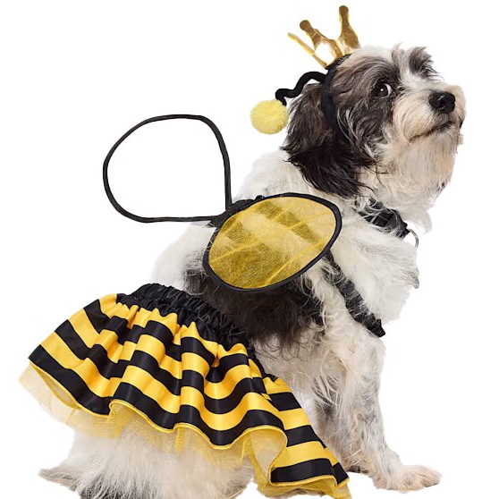 A dog is wearing a bee costume featuring yellow and black striped wings, a skirt, and a headband with a crown and antennae.