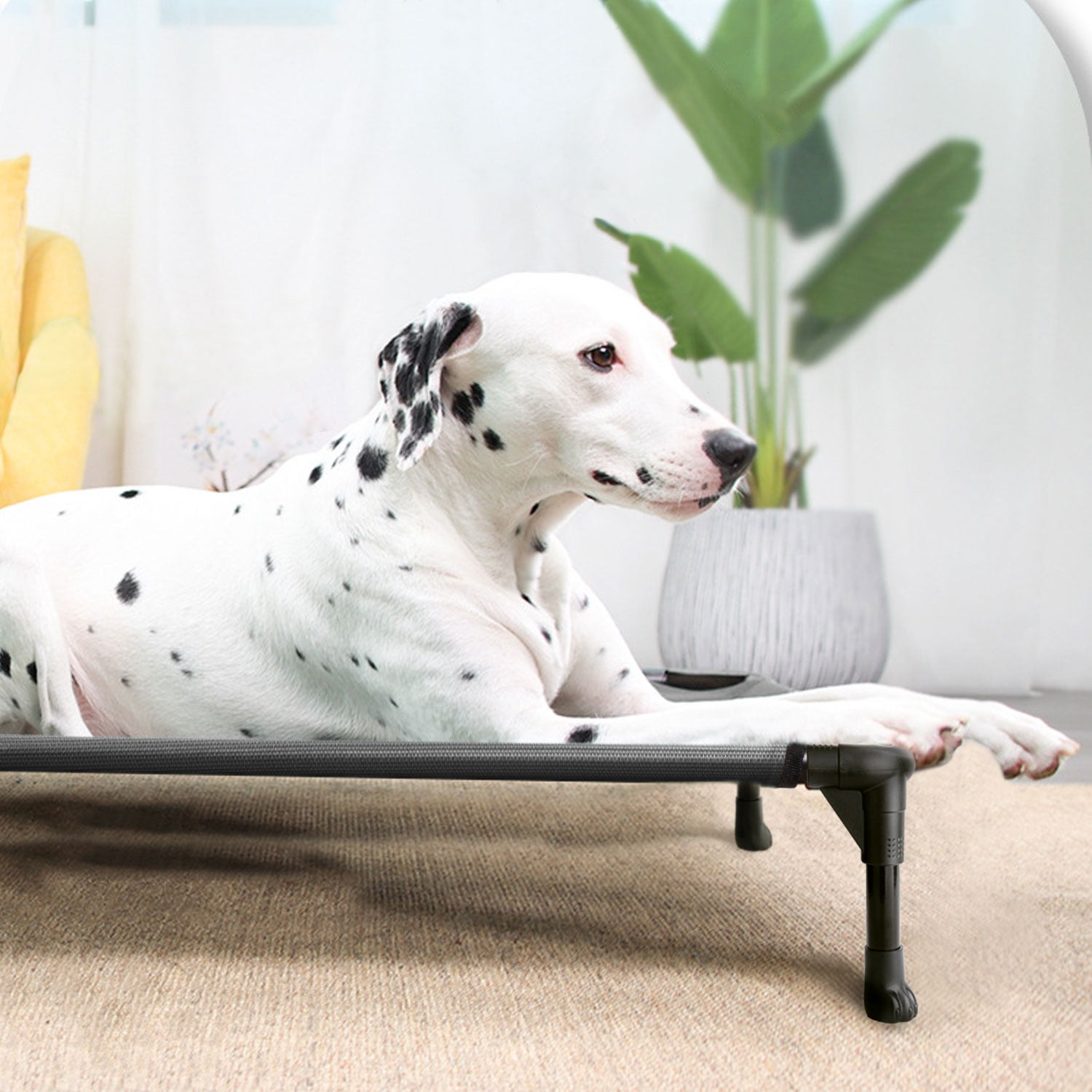 A Dalmatian is lying on a raised pet bed with a black frame and mesh fabric surface. The bed is designed to keep pets cool and comfortable indoors, placed on a light-colored carpet.