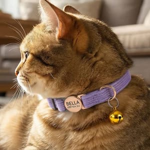 A cat wearing a purple collar with a round tag labeled \“BELLA\“ and a phone number, along with a small golden bell attached.