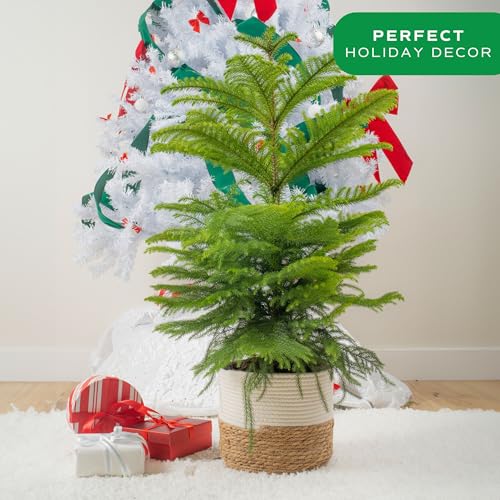 A 3-foot live Christmas tree, specifically a Norfolk Island Pine in a woven basket, is placed in front of a white decorated tree with gift boxes nearby. A green label advertises it as \“Perfect Holiday Decor.\“