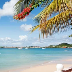 A tropical beach scene featuring clear blue water, a palm tree with vibrant flowers, and several sailboats in the distance.