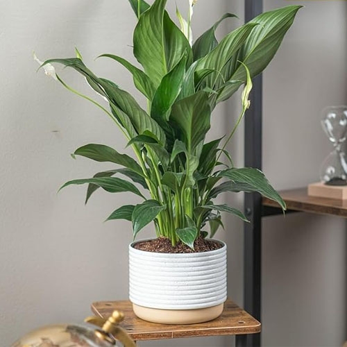 a peace lily plant in a white pot with a tan bottom on a wooden stand
