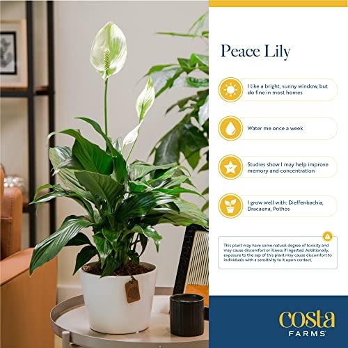 A Costa Farms Peace Lily is shown with an information overlay discussing its care and benefits, such as improving memory and concentration.