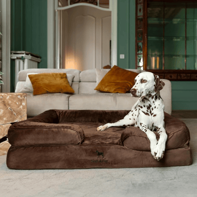 A Dalmatian sits on a large, plush brown dog bed placed in a stylish living room with a beige couch and decorative pillows.