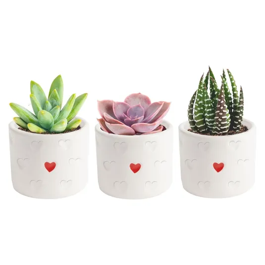 Three small succulents are in white ceramic pots adorned with embossed hearts and a central red heart. Each pot contains a different type of succulent, showcasing green, pinkish-purple, and green-striped plants.