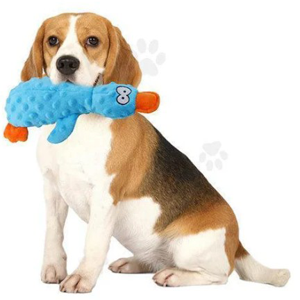 A Beagle holds a blue plush dog toy shaped like a bird with orange accents.