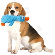 A Beagle holds a blue plush dog toy shaped like a bird with orange accents.