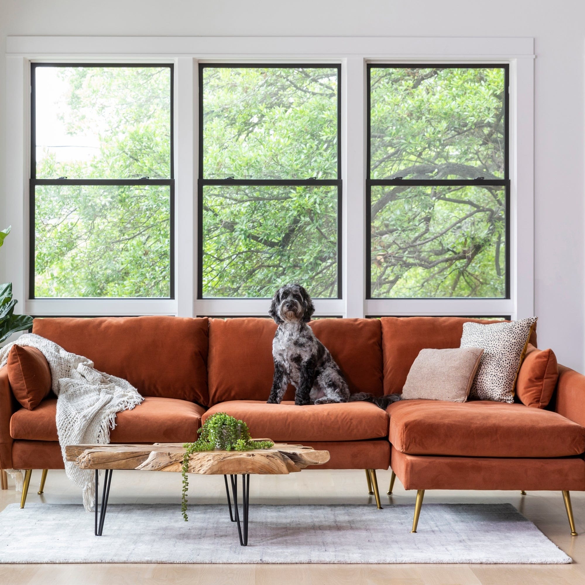 A brown L-shaped sofa with gold legs and cushions, featuring a small black and white dog sitting on it, is decorated with a gray throw blanket. A wooden coffee table with hairpin legs and a plant sits in front, all set against a backdrop of large windows with a leafy view.