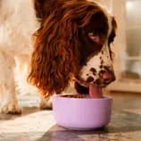 A dog drinks from a purple bowl on a tiled floor.