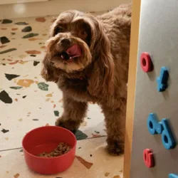 A brown dog with a bowl of food stands on a terrazzo floor next to a refrigerator door adorned with colorful magnetic letters.