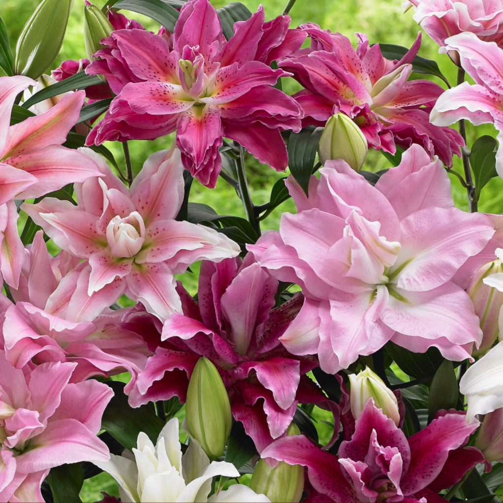 A vibrant assortment of double-flowered lilies in shades of pink and white, featuring layered petals and green buds against a soft green background.