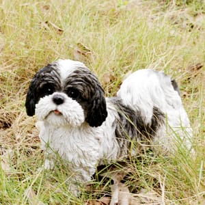 A small, lifelike Shih Tzu figurine with a black and white coat stands in grassy terrain.